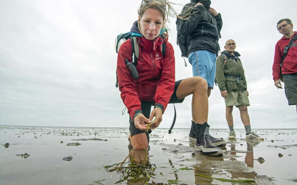 Met een kitspuit komt het zeegras weer tot leven op het Wad: in drie jaar tijd groeien er bij Griend al zo’n 200.000&nbsp;plantjes