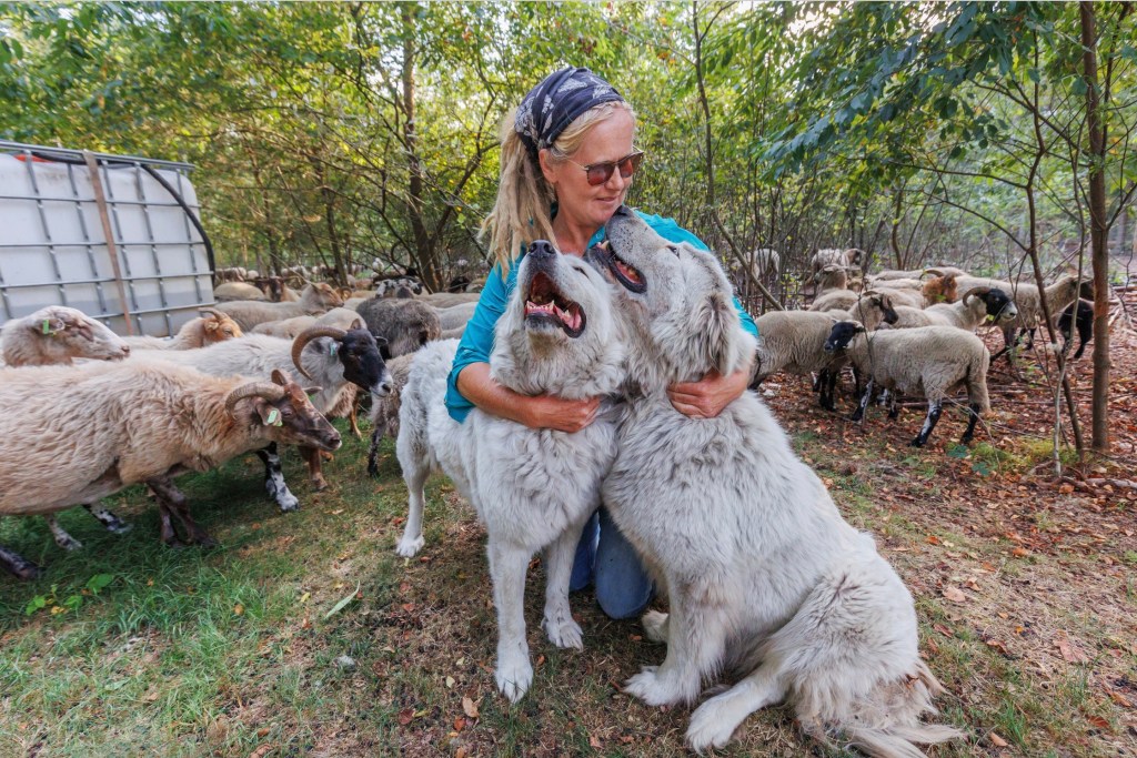 Loopt het nog wel los met de wolf? ‘Als het zo doorgaat, is er over tien jaar geen schapenhouderij meer&nbsp;over’